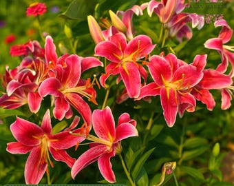 【Lily】 Women's Cloudtilt | Beige & Pink | On United States