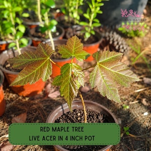 May include: A young red maple tree in a 4-inch pot. The leaves are green with reddish-brown edges. The text on the image reads "RED MAPLE TREE LIVE ACER IN 4 INCH POT". Other potted plants are visible in the background.