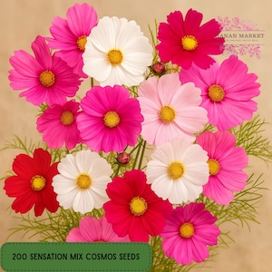 200 Sensation Mix Cosmos Seeds 2025, Vibrant Garden Flowers, Heirloom Non-GMO Variety, Easy to Grow