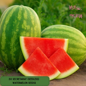 50 Secretariat Seedless Watermelon Seeds, Hybrid Garden Favorite, Sweet & Crisp Flesh, High-Yield Variety for Summer Planting