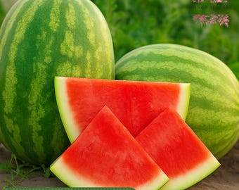 50 Secretariat Seedless Watermelon Seeds, Hybrid Garden Favorite, Sweet & Crisp Flesh, High-Yield Variety for Summer Planting
