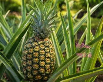 Sugar Loaf Pineapple Plant, Live Ananas comosus Tropical Fruit Plant