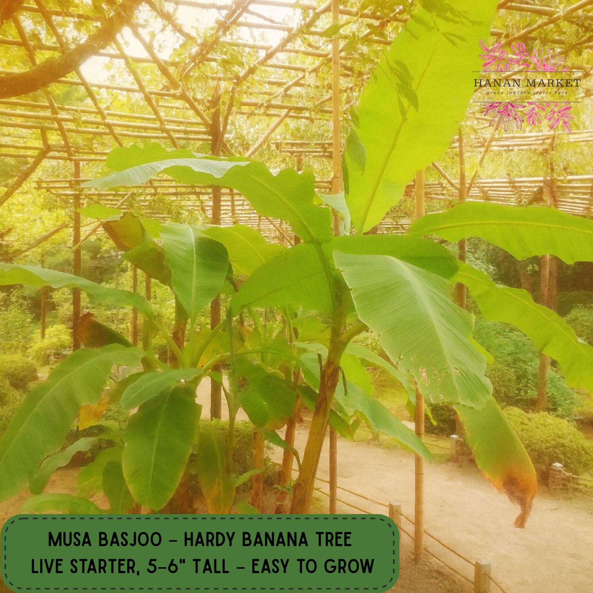 Musa Basjoo Hardy Banana Tree, Live Starter Plant, Cold-hardy