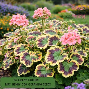 May include: A vibrant close-up of a geranium plant with pink flowers and variegated leaves. The leaves display a striking pattern of green, yellow, and deep purple. The image includes the text "25 CRAZY COLORS! - MRS. HENRY COX GERANIUM SEEDS."