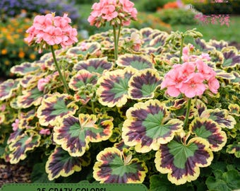25 Mrs. Henry Cox Geranium Seeds, Crazy Colors Variegated Foliage