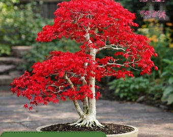 Trompenburg Japanese Maple Tree Seeds (ACER PALMATUM TROMPENBURG) - Etsy