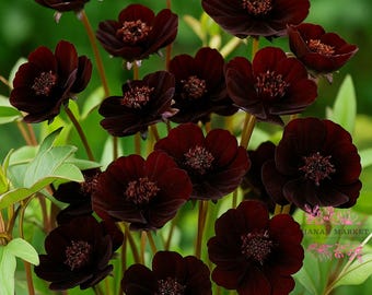 200 Chocolate Cosmos Seeds | Rare Dark Blooms | Elegant Pollinator Garden Flower | Easy to Grow Cottage Core Seeds