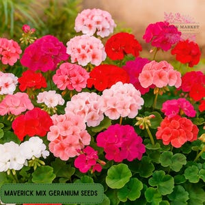 25 Compact Maverick Geranium Seeds, Early Bloom Annuals, Perfect for Pots, Borders & Mass Planting, Vibrant Color Mix