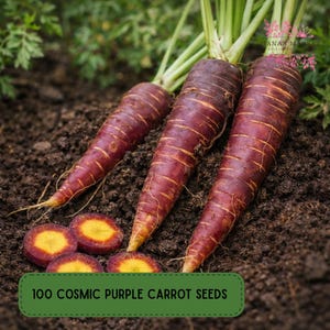 100 Cosmic Purple Carrot Seeds, Deep Color Garden Root Variety