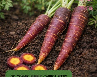 100 Cosmic Purple Carrot Seeds, Deep Color Garden Root Variety