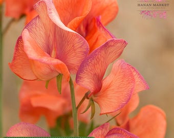50 Blue Vein Sweet Pea Seeds, Fragrant Climbing Garden Flowers
