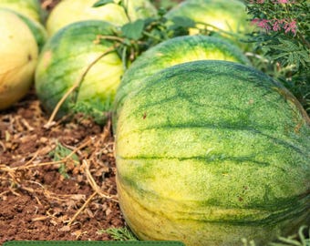 50 Big Tasty Seedless Watermelon Seeds, Sweet Red Flesh Variety