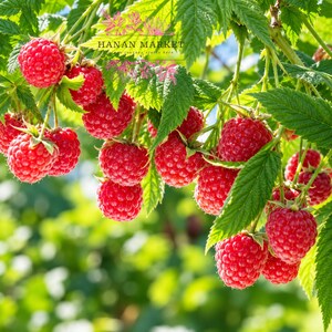 May include: A cluster of ripe, bright red raspberries hanging from green stems with serrated leaves. The berries have a textured, bumpy surface. A watermark with the text HANAN MARKET is visible in the upper center of the image.