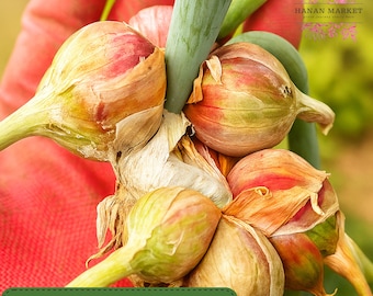 5 Egyptian Walking Onion Bulbs, Hardy Tree Onion Perennial, Organic Top-Set Multiplier Onions