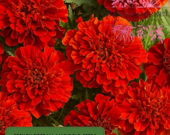 25 French Fireball Marigold Seeds | Rare Red-Orange Blooms | Non-GMO Flower Seeds | Vibrant Garden Color | 2025 Planting Pack