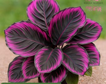 25 Purple Tip Calathea Seeds, Popular 2025 Tropical Indoor Jungle, Rare Decorative Foliage