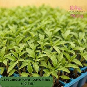 2 Live Cherokee Purple Tomato Plants, Heirloom Variety, 6-10 Inches Tall, Garden Ready, Fast Growing, USA Grown