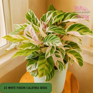 dracena fragrans burley Dracaena fragrans Burley