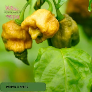 25 Pepper X Seeds | Elite Grower’s Capsicum Hybrid | Carolina Reaper Line | Rare High Heat Garden Seeds