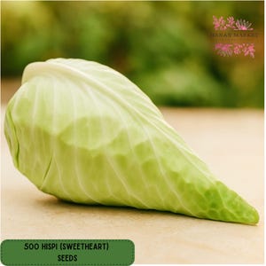 May include: A fresh, light green Hispi (Sweetheart) cabbage, with visible leaf textures, rests on a light brown surface. The image includes a green rectangle with the text "500 Hispi (Sweetheart) Seeds". The background is blurred.