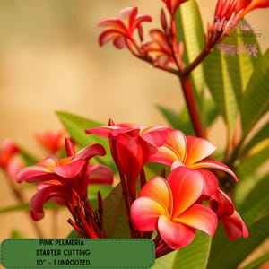 Pink Plumeria Cutting: Fresh Tropical Flower Start for Garden