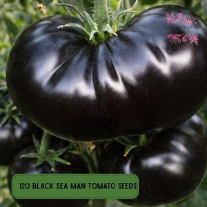 120 Black Sea Man Tomato Seeds, Dark Heirloom Garden Tomato