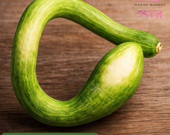 25 Tromboncino Squash Seeds, Heirloom Climbing Zucchini, Unique Garden Variety