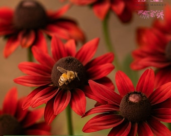 200 Cherry Brandy Rudbeckia Seeds: Deep Red Coneflowers, Pollinator-Friendly