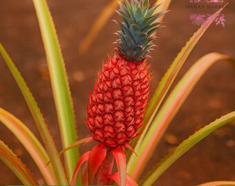 Exotic Red Pineapple - Ananas Lucidus - Etsy