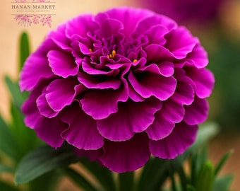 25 Purple India Marigold Seeds | Rare Vibrant Blooms | Easy Flower Garden Starter | Non-GMO Heirloom Seeds Pack