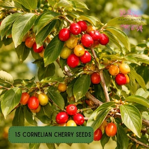 May include: A close-up of a branch laden with ripe cornelian cherries. The cherries range in color from bright red to yellow and orange, contrasting with the green leaves. The image includes a green banner with the text "15 Cornelian Cherry Seeds".