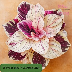25 Purple Beauty Calathea Seeds, Rare Tropical Plant, Decorative Patterned Leaves