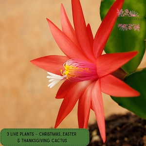 Holiday Cactus Plant Set: Red Christmas, Pink Easter, White Thanksgiving