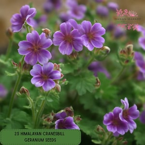 25 Himalayan Cranesbill Geranium Seeds, Hardy Perennial, Violet Blue Blooms, Easy Garden Flower, Pollinator Friendly