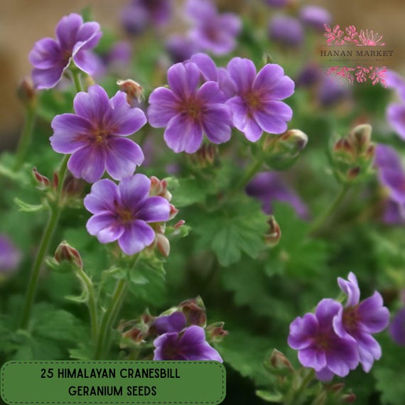 plants with licorice-flavored seeds Licorice Basil Seeds - licorice basil main image 0