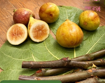 3 Alma Fig Tree Cuttings, Live Fig Cuttings, Unrooted Starter, For Rooting or Grafting