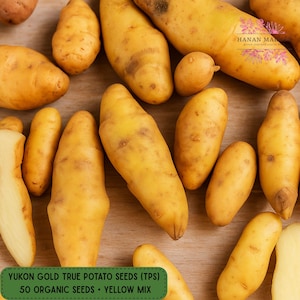 May include: Overhead shot of various Yukon Gold True Potato Seeds (TPS) in a yellow mix. The image includes whole potatoes and a few cut pieces, showcasing their golden color. Text on the image reads "YUKON GOLD TRUE POTATO SEEDS (TPS) 50 ORGANIC SEEDS - YELLOW MIX."