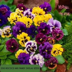 May include: A vibrant assortment of Rococo Mix Pansy (Viola) seeds in full bloom. The flowers display a mix of colors, including yellow, purple, and white, with dark centers. The image includes the text "200 Rococo Mix Pansy (Viola) Seeds".