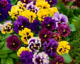 200 Rococo Mix Pansy Seeds, Ruffled Viola Flowers, Cool Season Annual