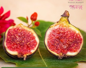1 Dwarf Fig Tree Starter Plant: Fignomenal Ficus for Patio Containers