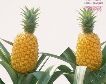 Exotic Red Pineapple - Ananas Lucidus - Etsy
