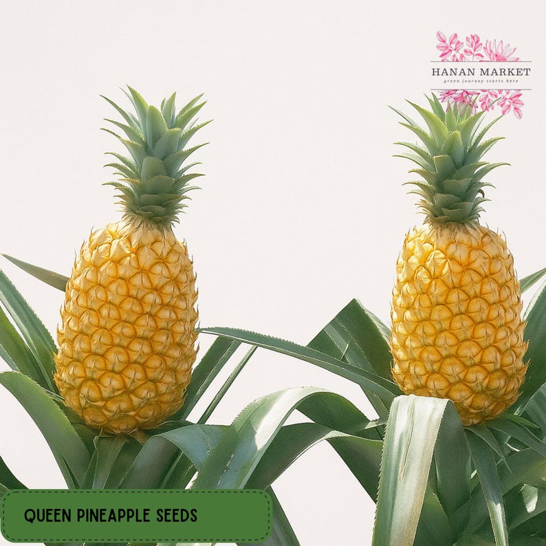 15 Queen Pineapple Seeds, Rare Tropical Garden Starter, Ananas comosus Variety, Exotic Planting Seeds, Non-GMO Fruiting Plant