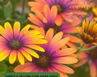 200 Cape Daisy Seeds, Purple and Yellow Blooms, African Daisy Mix, Non-GMO Garden Flowers, Easy Summer Planting, Pollinator Friendly
