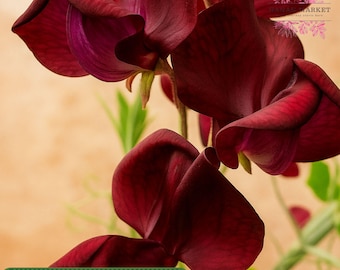 50 Monty Don Sweet Pea Seeds, Fragrant Climbing Garden Flowers, Long Blooming Variety