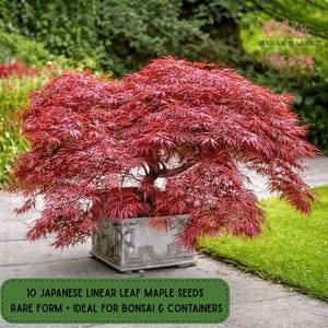 May include: A vibrant red Japanese linear leaf maple tree in a decorative square concrete planter. The tree's delicate leaves create a full canopy. The image includes text that reads "10 Japanese Linear Leaf Maple Seeds Rare Form".