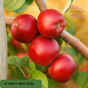 25 Liberty Apple Seeds: Hardy Tree Variety for Cold Climates