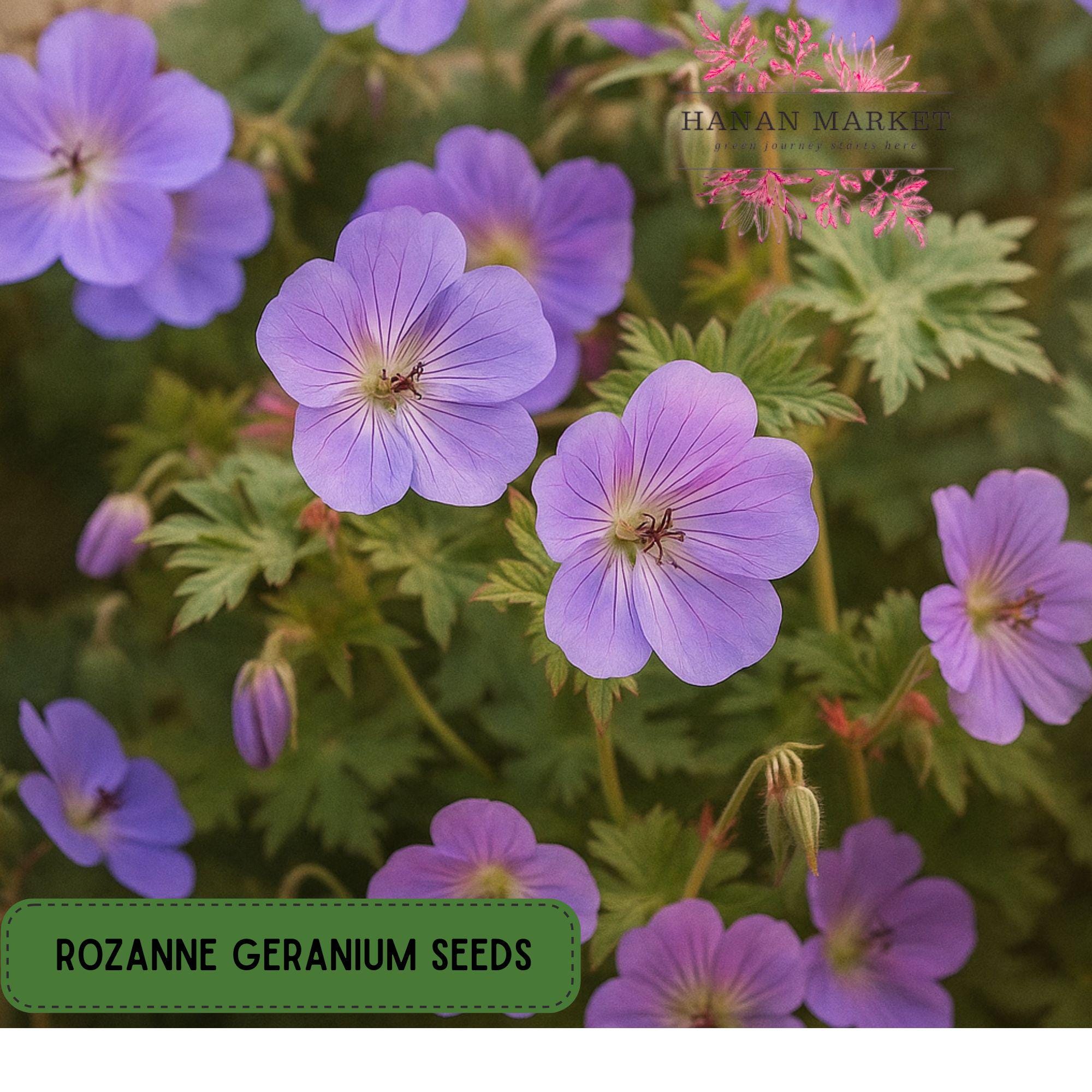 25 Rozanne Geranium Seeds | Perennial Violet Blue Blooms | Non-GMO Garden  Favorite | Long-Blooming Ground Cover