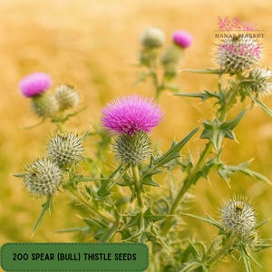 May include: Close-up of spear thistle plants with vibrant purple flower heads and spiky green leaves. The image features a blurred yellow background and a green rectangle with the text "200 SPEAR (BULL) THISTLE SEEDS".