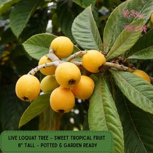 Loquat Tree, Sweet Tropical Live Plant, Potted Tree, 8 Inch Pot, Ready to Plant