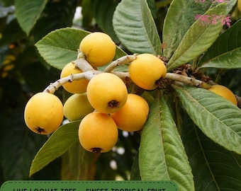 Fruit Trees for Sale - Buy Fruit and Nut Trees | Perfect Plants
